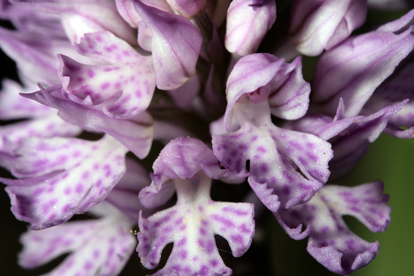 Orchis tridentata .... Un''orchidea al giorno...